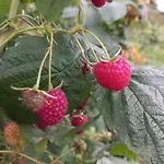 Siedlisko 14 *